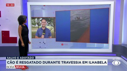 Cachorro à deriva é resgatado no mar de Ilhabela, em SP