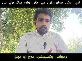 لمپی سکن بیماری: کون سے جانور زیادہ متاثر ہوتے ہیں، وجوہات، ویکسینیشن، علاج اور بچاؤ