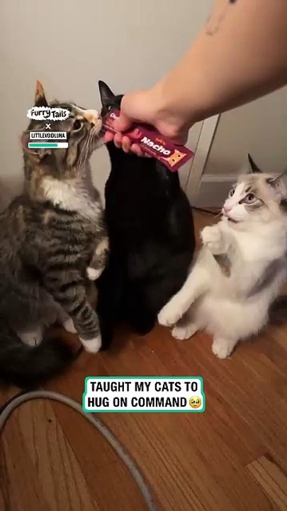 Cats learn to touch on command