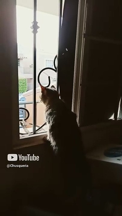el gatito chamaco ron está viendo a un par de palomas pájaros aves seres alados #shorts #felino