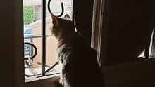 el gatito chamaco ron está viendo a un par de palomas pájaros aves seres alados #shorts #felino