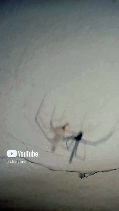 animales y mascotas insectos fauna la araña patona en su telaraña bailando música techno #shorts