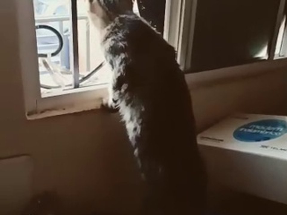 el gato chamaco ron tempranito en la mañana se asoma por la ventana para ver el cerro de los misteri