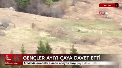 Artvinli gençler ayıyı çaya davet etti