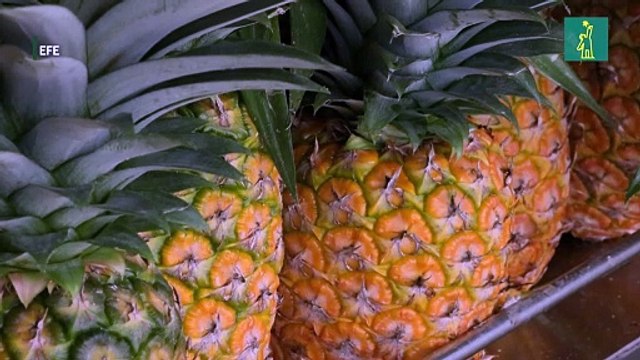 Los aranceles de EE.UU. amenazan las exportaciones agrícolas de Latinoamérica