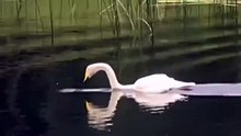 Swan sing/Łabędzi śpiew