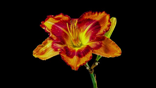 REAL OLED Dolby Vision Demo | 4K 60FPS HDR | ULTRA HD TV Test Video