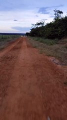 Impactante video: Vaca desafía y derrota a leopardo que intentó atacarla en Brasil