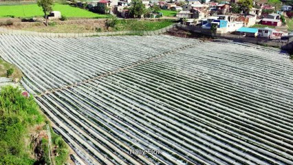 Hermanos se enfrentan por una herencia