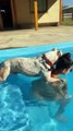 Cachorro que “não sabe nadar” conquista a web com vídeo fofo na piscina