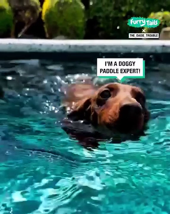 Lach dich schlapp mit Lustige Pfoten Ч. 54