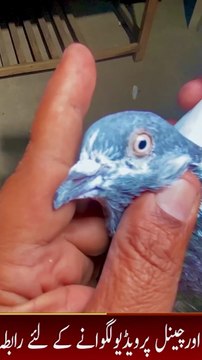 Subscribe Our YouTube Channel For Complete Videos youtube.com/@PakistanPigeonAssociation