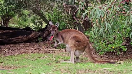 Kangaroo, enjoying in mist jungle