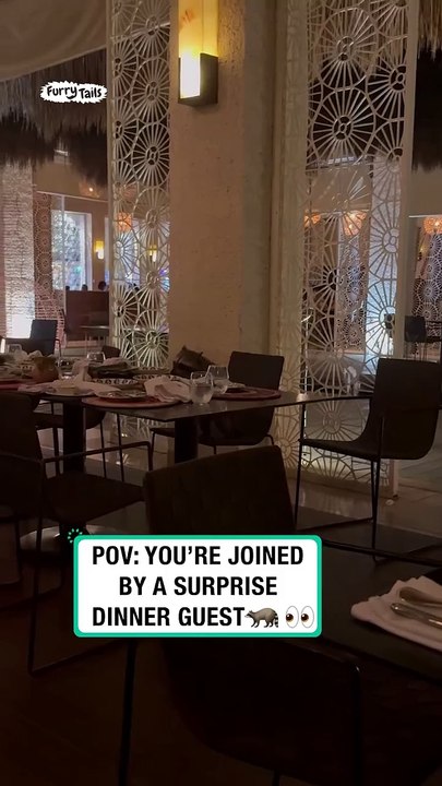 Polite raccoon eats leftovers at restaurant 🍴