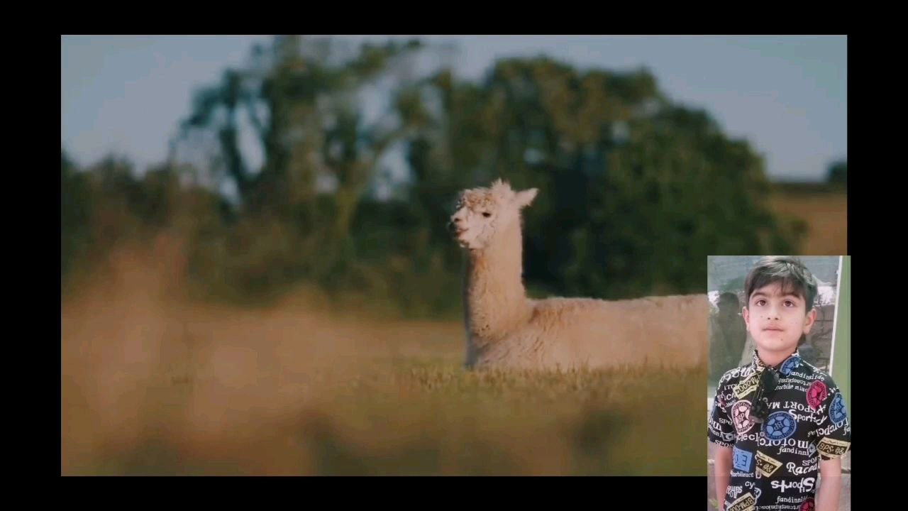 Animals so Happy