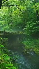 Lost you nature feel romantic