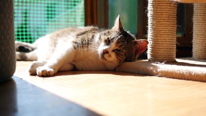 Lebensgefahr für Wohnungskatzen -  Jetzt beginnt Fenstersturz-Saison