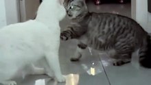 Cats fighting