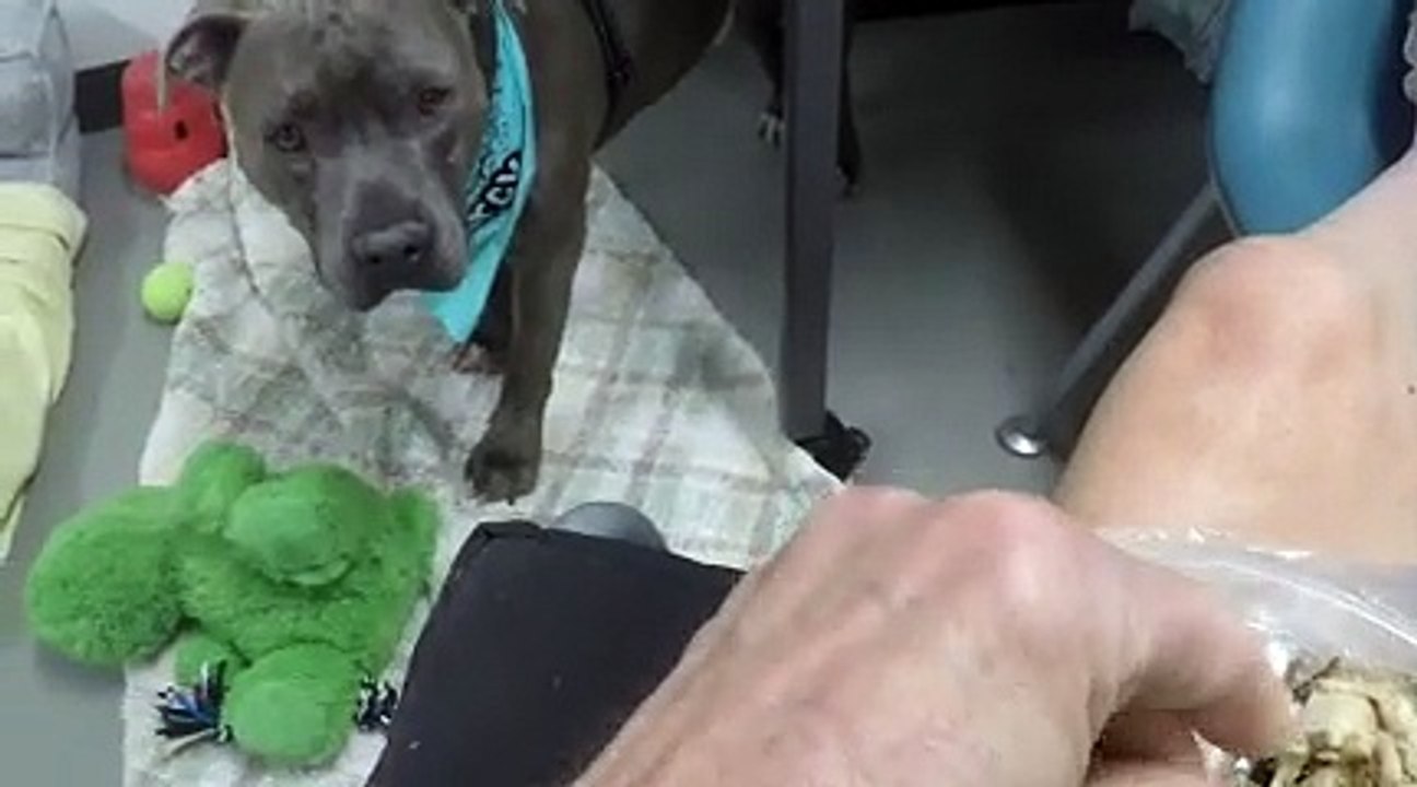 Old film❤️Mr. Darcy 5y A754914 at TRN but also spends time at Kennel 174 PACC shelter pink circle GOPR1570small (12) around December 2021 at TRN