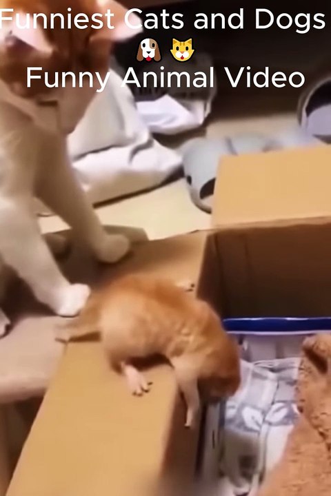 Funniest Cats and Dogs 🐶🐱 ｜ Funny Animal Videos