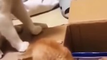Funniest Cats and Dogs 🐶🐱 ｜ Funny Animal Videos
