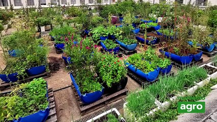 Cultivo de abóbora, feijão e milho na mesma área otimiza recursos para produtores