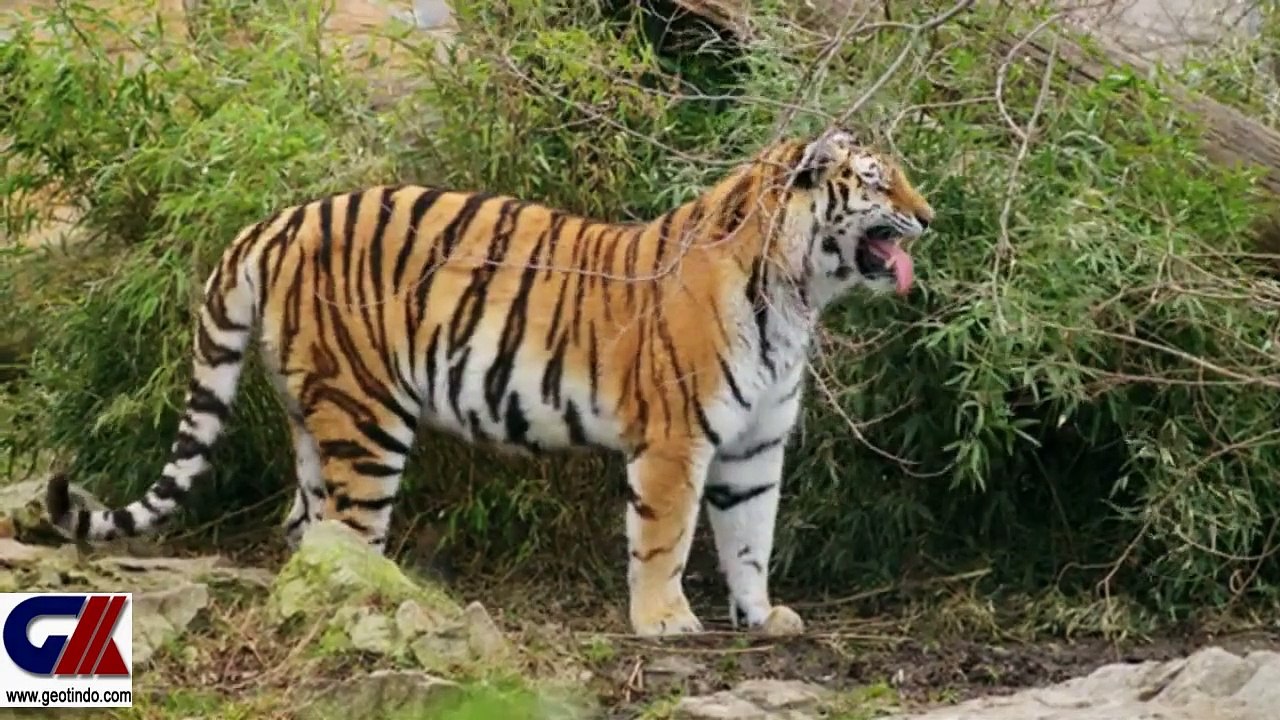 SIBERIAN TIGER MOMENTS