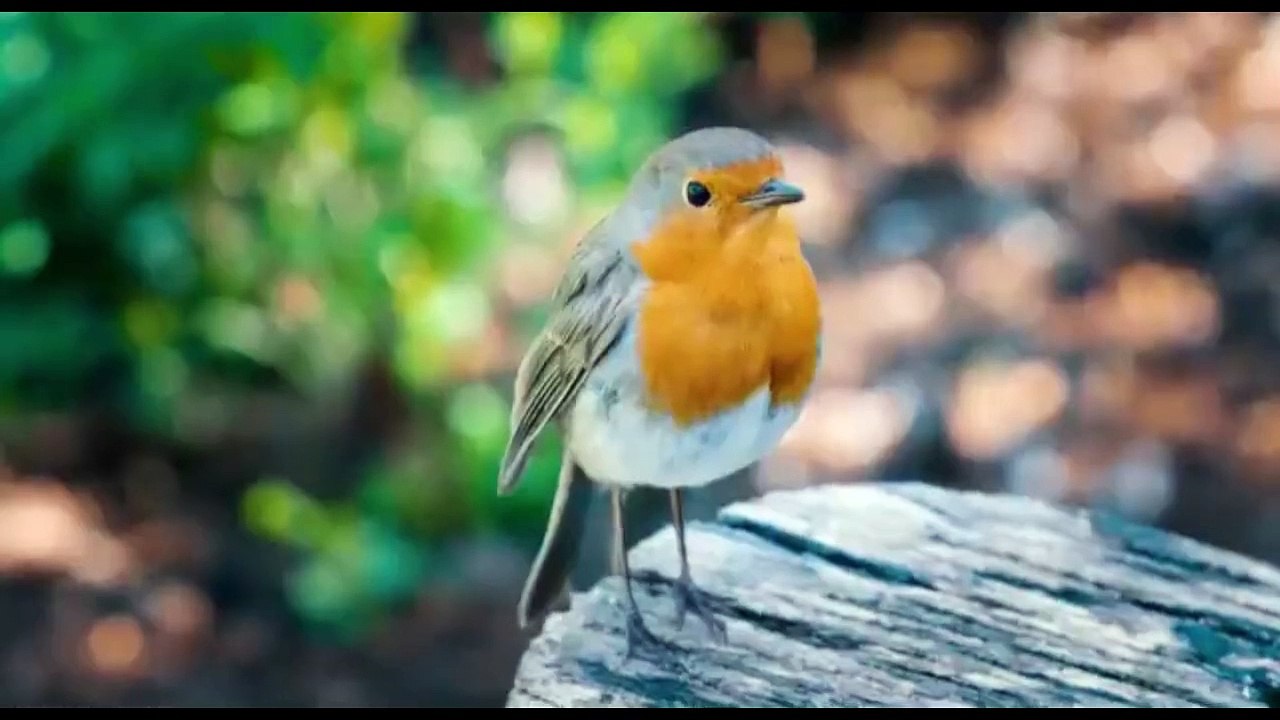 SMALL BIRDS1