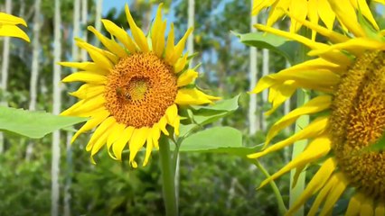കാക്കവയലിലെ സൂര്യകാന്തിപ്പാടം കാണാൻ സഞ്ചാരികളുടെ ഒഴുക്ക്