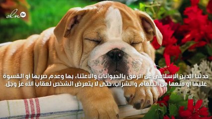 حكم اقتناء الكلاب