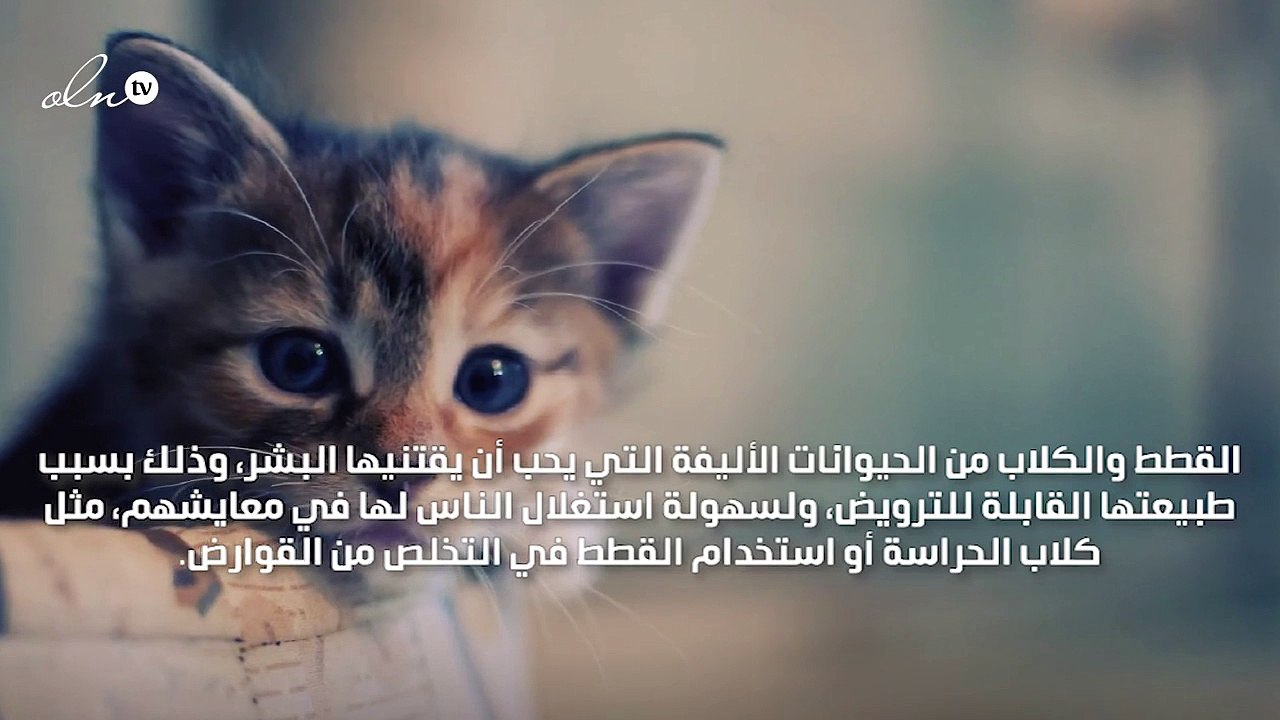 حكم بيع القطط