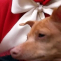 دار روجيه فيفييه تخوض تجربة جديدة مع الحلي والأكسسوارات