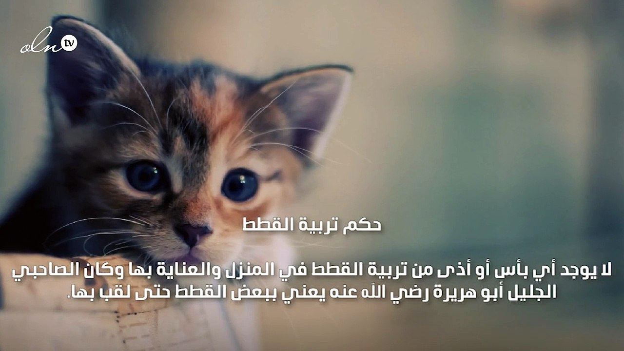 حكم تربية القطط