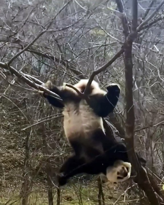 🐼✨ Discover the enchanting world of Pandas in our latest video! Get ready