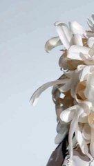 تعرفي على التفاصيل الكاملة لمجموعة "UNTAMED HARMONIES" من Azzi & Osta