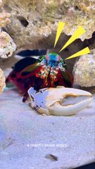 Mantis Vs Pistol Shrimp