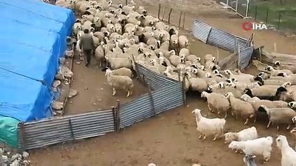 Erzincan’da kuzular anneleriyle buluştu