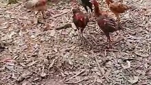 ชีวิตในตอนเช้า ให้ข้าวไก่กำพร้า
