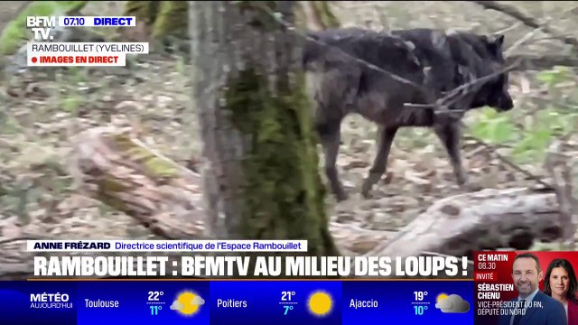 Le loup est méconnu encore aujourd'hui : Le public peut désormais observer des loups à l'Espace Rambouillet, parc animalier situé dans la forêt domaniale