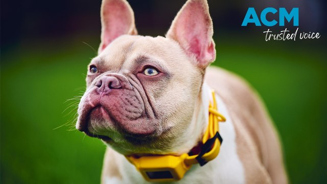 Collar-mounted ‘lie detector’ aims to solve pet over-feeding