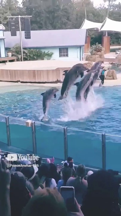 Dolphin 🐬