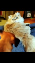 A puppy playing with cat