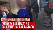NAGNAKAW NG GORILLA? 
