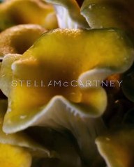 ستيلا مكارتني تقدم شنطة مصنوعة من الفطر، وعرضها أشبه برسائل بيئية إلى العالم