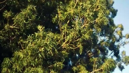 بيونسيه تحتفي بتاريخ رعاة البقر السود في مجموعة إيفي بارك الجديدة