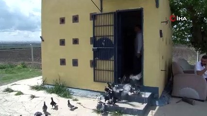 Kayıp iki güvercini bulana 20 bin lira ödül verecek
