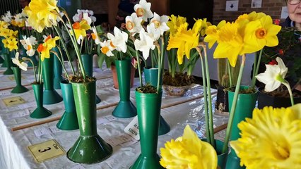 Spectacular Haywards Heath Horticultural Society Spring Show