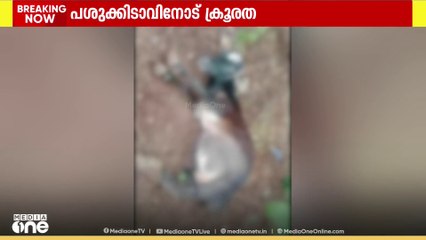 പശുക്കിടാവിന്റെ കാലുകൾ കേബിൾ ഉപയോഗിച്ച് കൂട്ടിക്കെട്ടി;സംഭവം കുസാറ്റ് സ്റ്റാഫ് ക്വാർട്ടേഴ്സിന് സമീപം