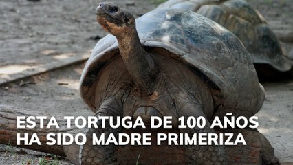 Esta tortuga de alrededor de 100 años ha sido madre primeriza