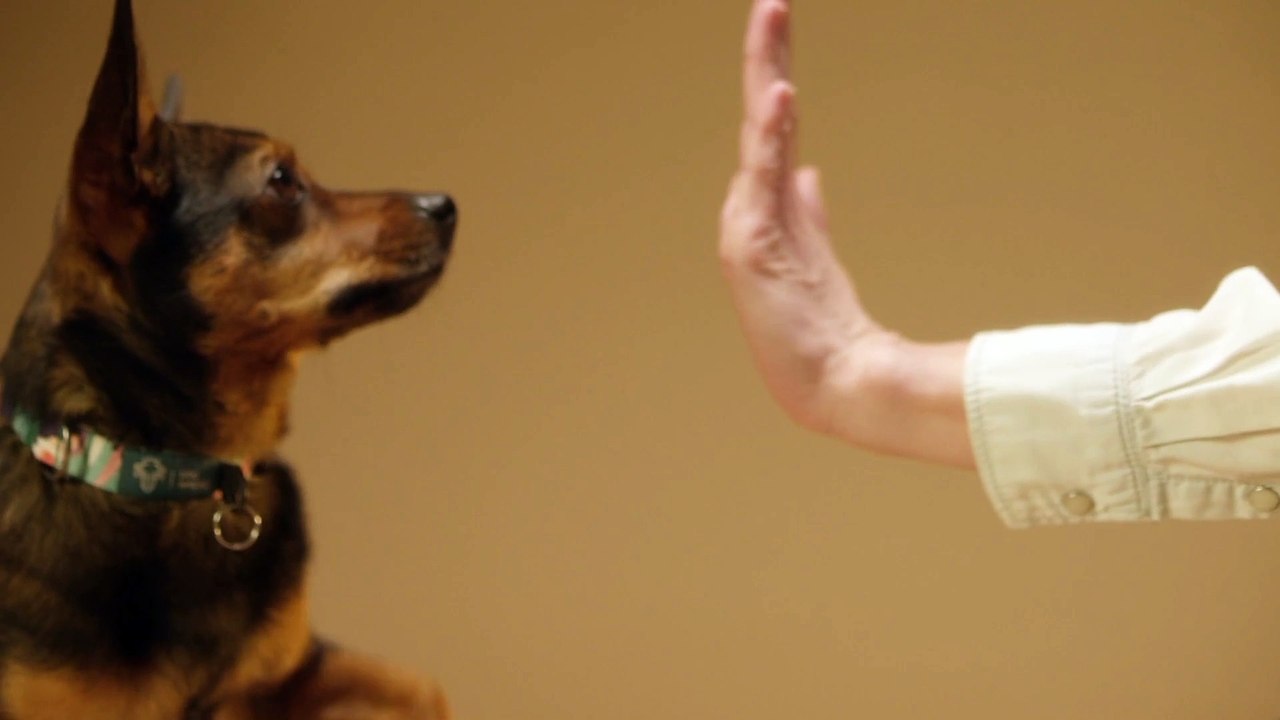 Dog showing her love ness touching foot with his Malik.